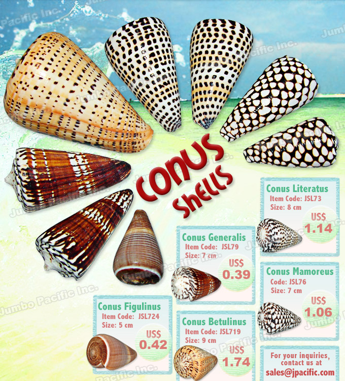 Conus Figulinus, Generalis, Literatus, Mamoreus, Betulinus Shell Polished Shell specimen for export by Jumbo Pacific Conus Figulinus, Generalis, Literatus, Mamoreus, Betulinus shells. Product Code: JSL724, JSL79, JSL73, JSL719, JSL76