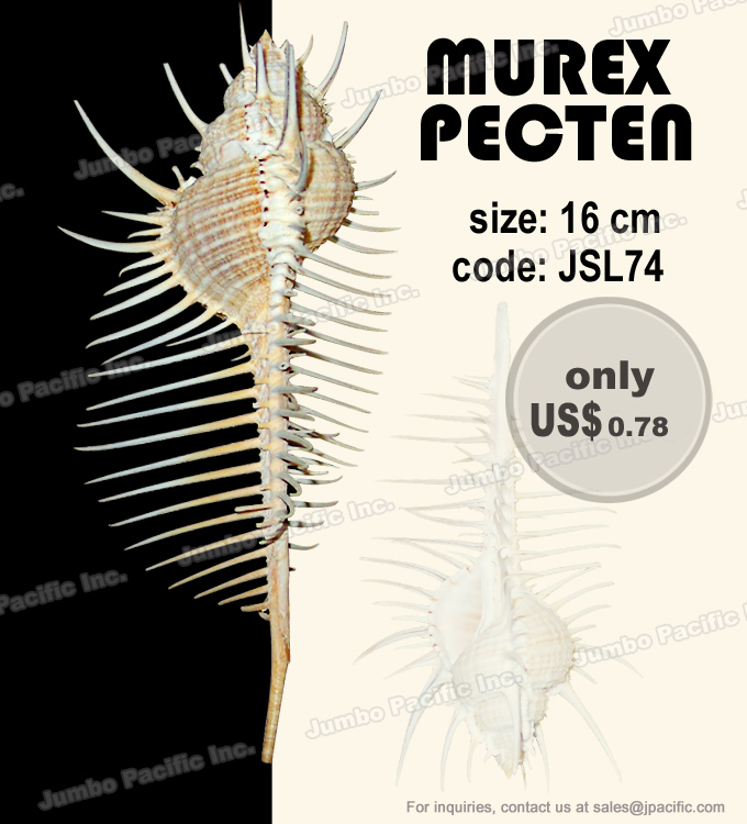 Murex Pecten Shell Polished Specimen Polished shell specimen Murex Pecten. Product code: JSL74
