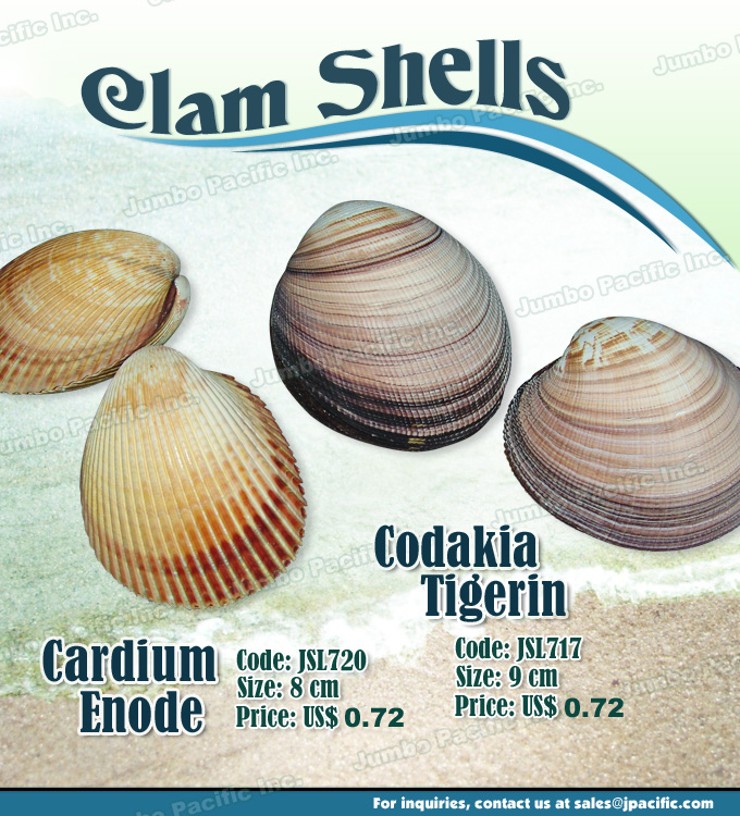 Codakia Tigerin and Cardium Enode Clam Shells Shell specimen clam seashells which are cleaned and polished for shell decoration in your home and office. Product Code: JSL720 - Cardium Enode Clam Shell and JSL717 - Codakia Tigerin Clam shells.