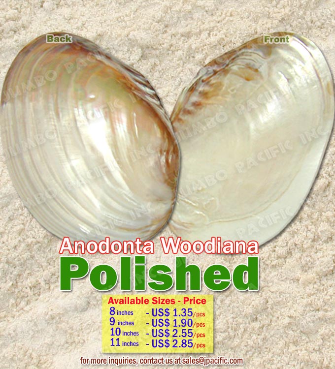 Anodonta Woodiana Shell Polished Anodonta Woodiana Shell Polished, Specimen Shells, Polished Shell, Pearlized Shell,