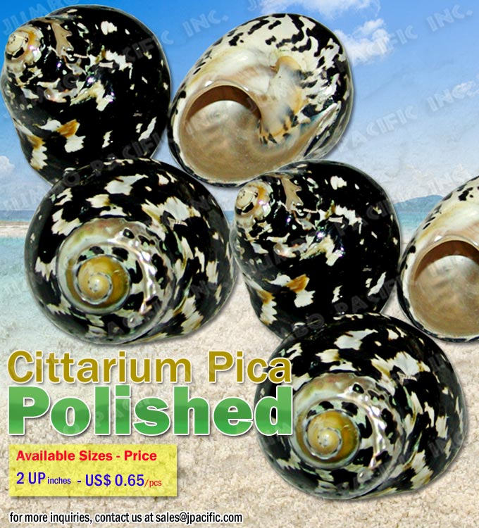 Cittarium Pica Shell Polished Cittarium Pica Shell Polished, Specimen Shells, Polished Shell, Pearlized Shell