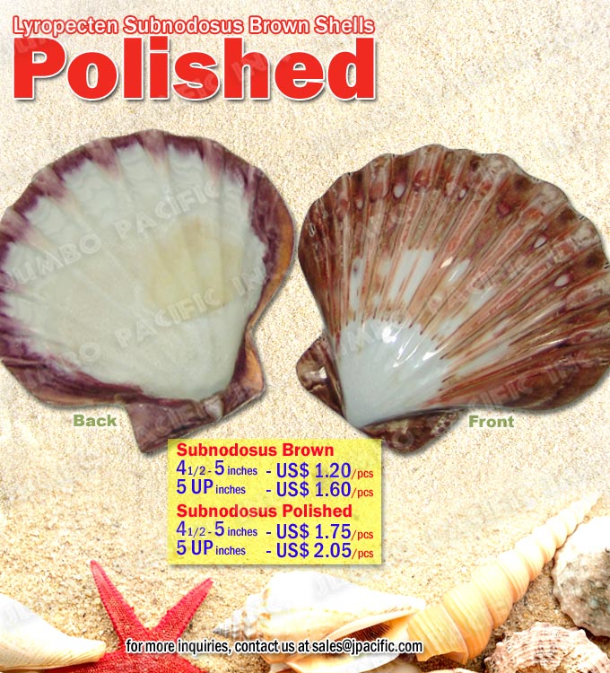 Lyropecten Subnodosus Shell Lyropecten Subnodosus Shell, Specimen Shells, Polished Shell, Pearlized Shell, Banded Shell, Shell Specimens
