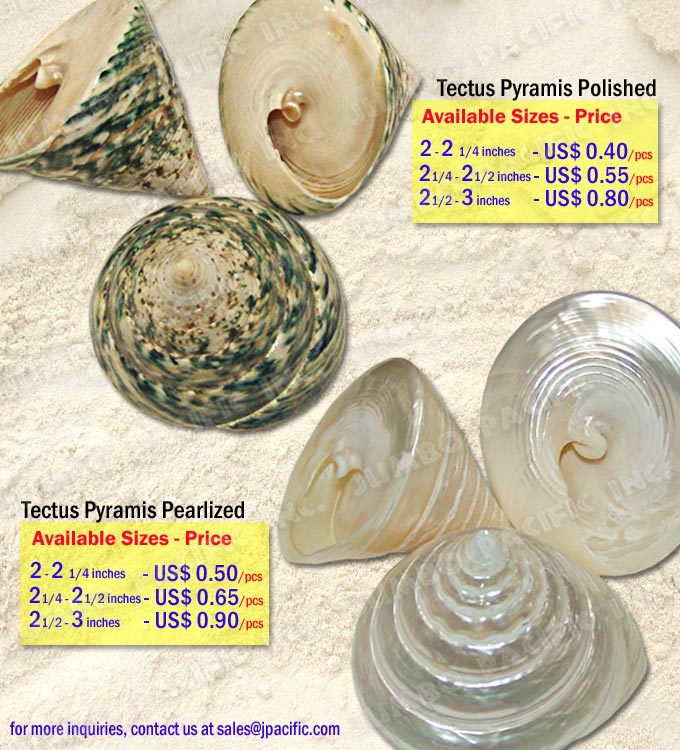 Tectus Pyramis Shell Polished and Pearlized Tectus Pyramis Shell, Specimen Shells, Polished Shell, Pearlized Shell,