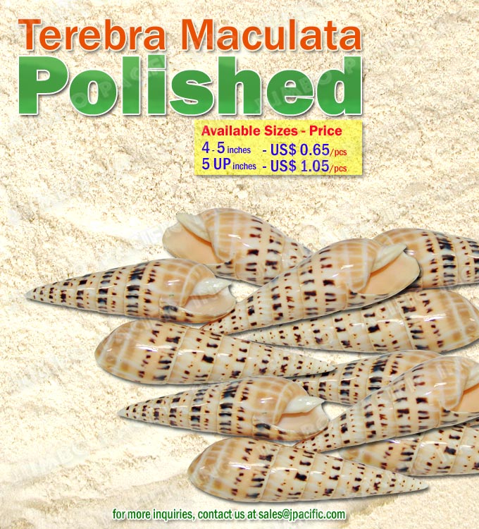 Terebra Maculata Shell Terebra Maculata Shell, Specimen Shells, Polished Shell, Pearlized Shell