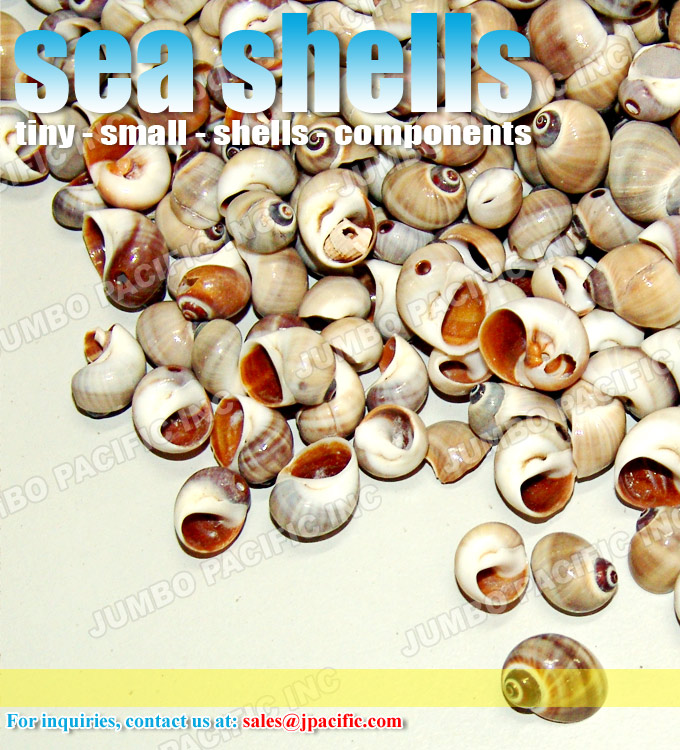 seashells supplier seashells supplier