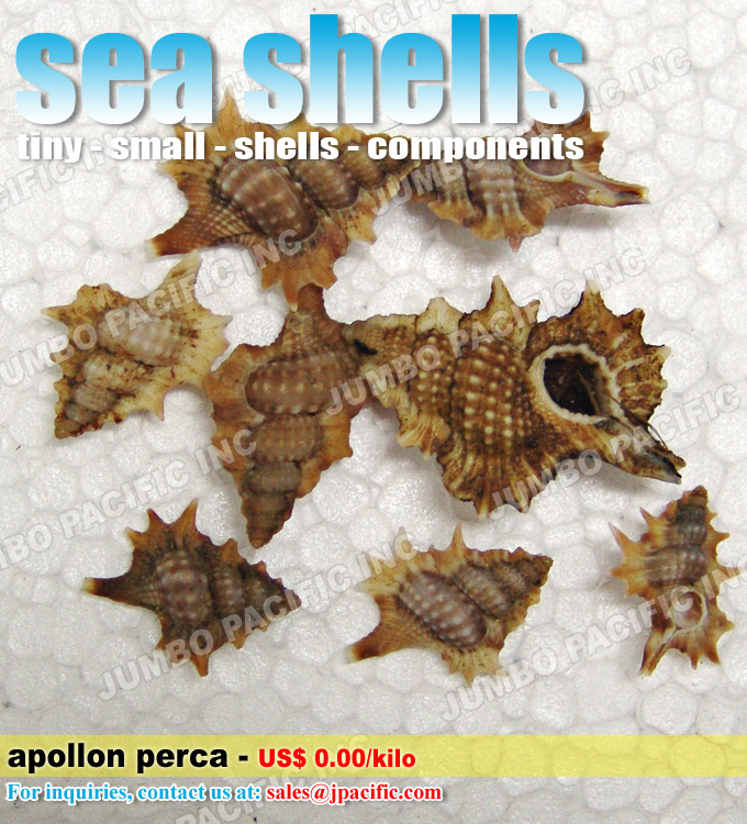 small seashells small seashells