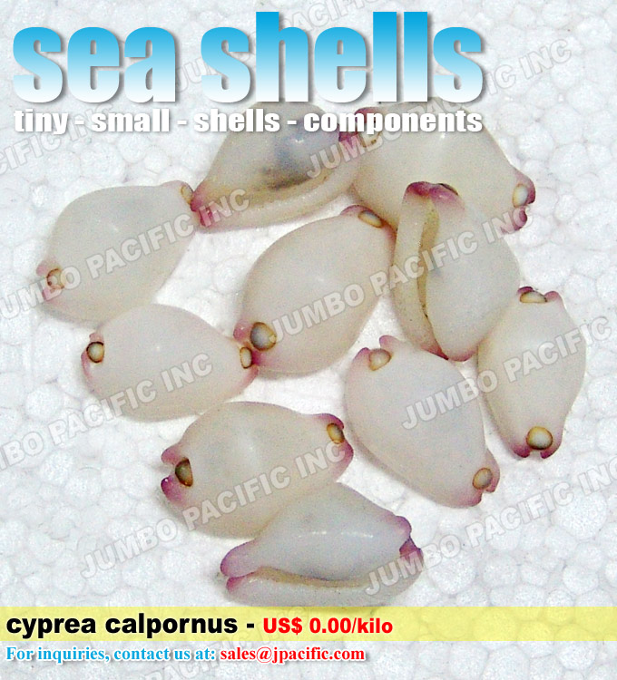 small seashells small seashells