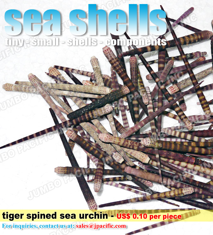 tiger spined sea urchin tiger spined sea urchin